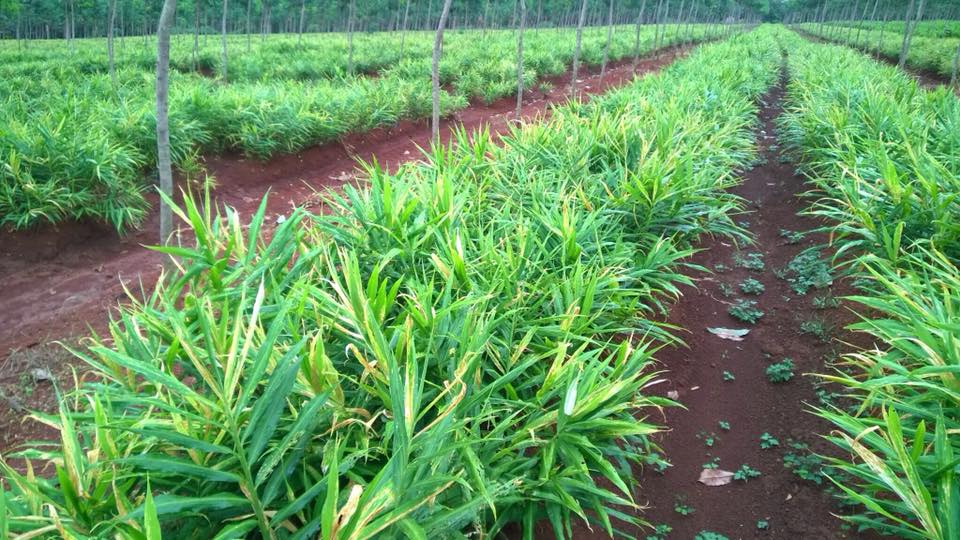 Nghệ Bình Phước